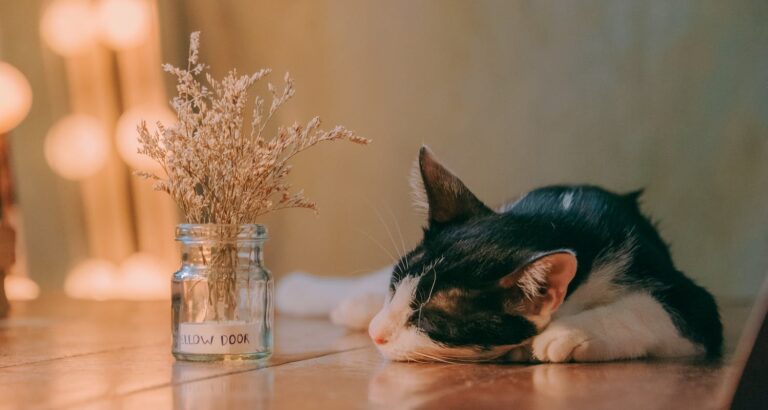 Where Did He Go? Why Cats Like To Spend Time Alone