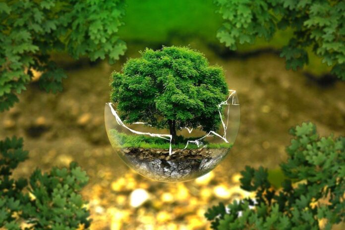 Comparing the Environmental Impact of Popular Nutrition Powders